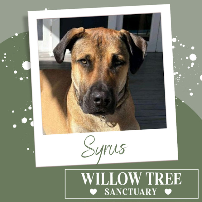 Photo of Syrus
