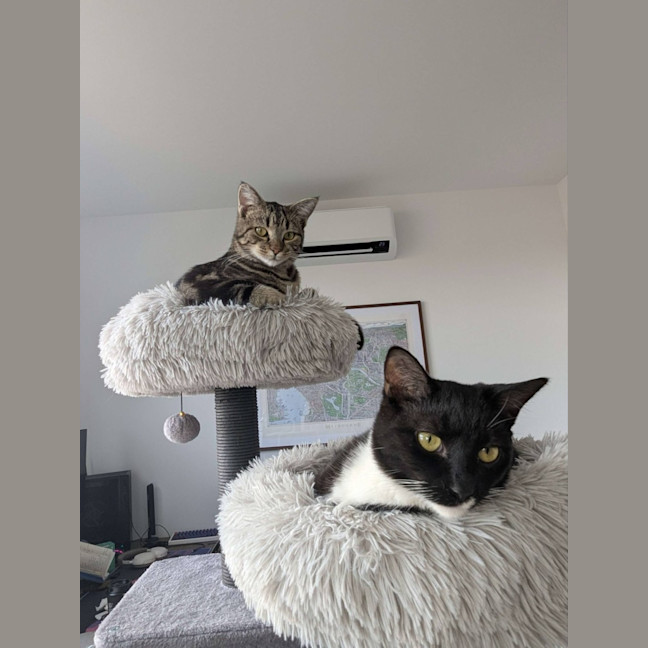 Photo of Cora   In Foster Care In Reservoir