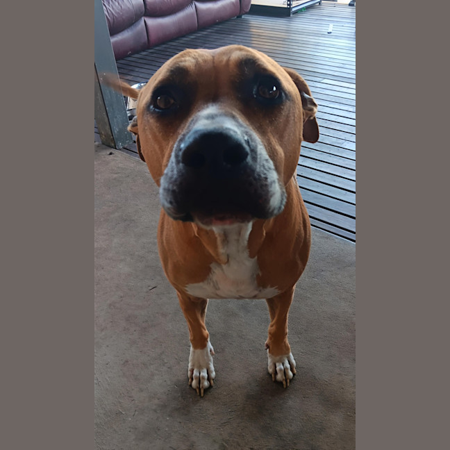 Photo of Sandy   7 Year Old Staffy X