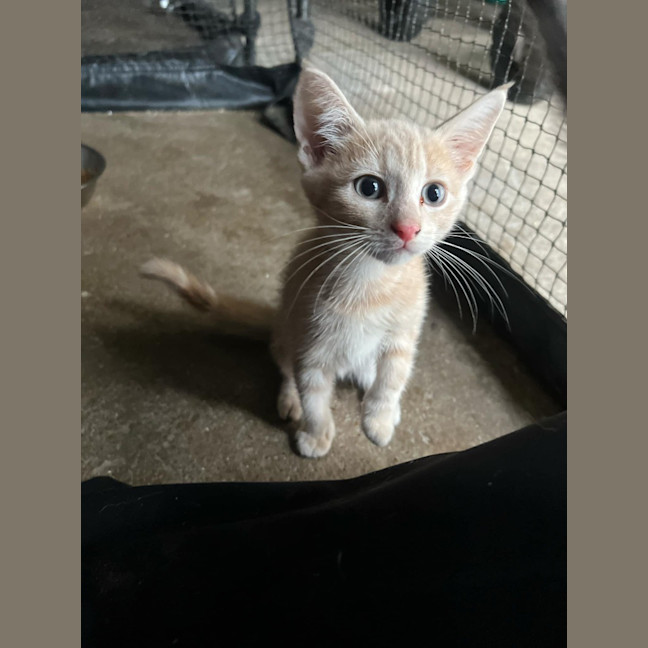 Photo of Nala