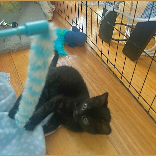 Photo of Burnt Marshmallow (Burni)