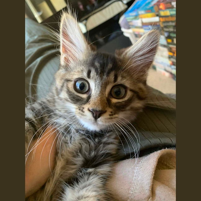 Photo of Socks & Mushroom