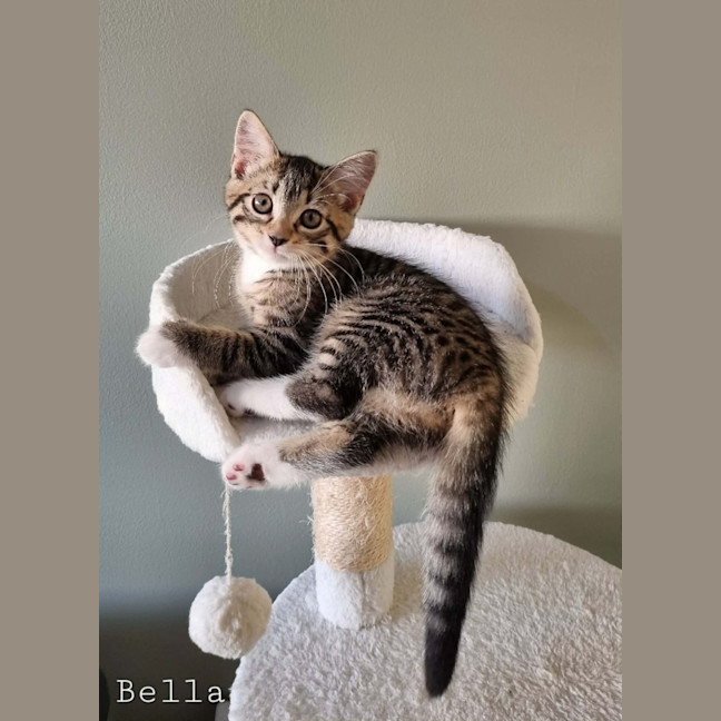 Photo of Bella
