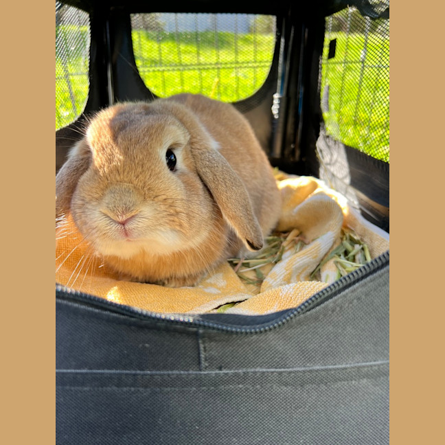 Photo of Brunost