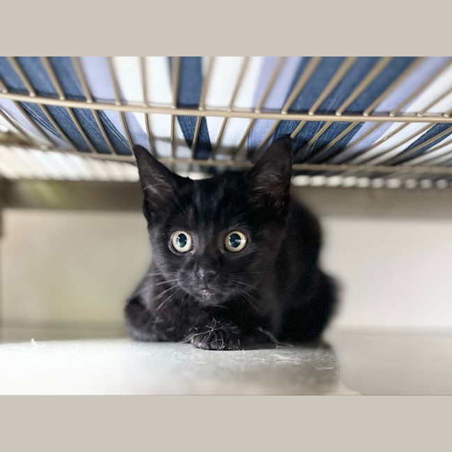 Photo of Black Kitten