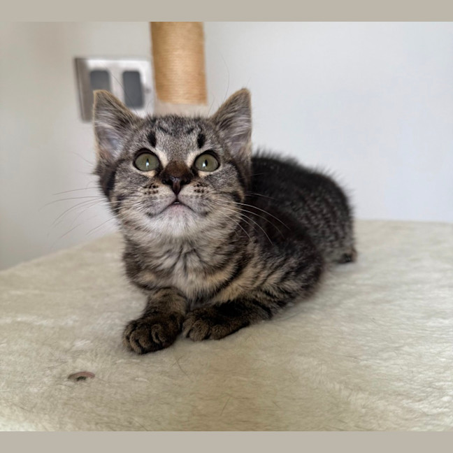 Photo of Tabby Kitten 