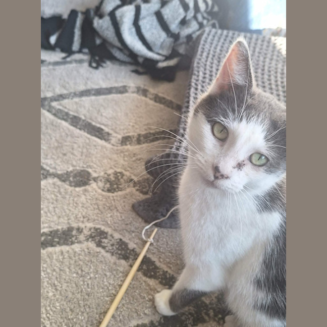 Photo of Daisy
