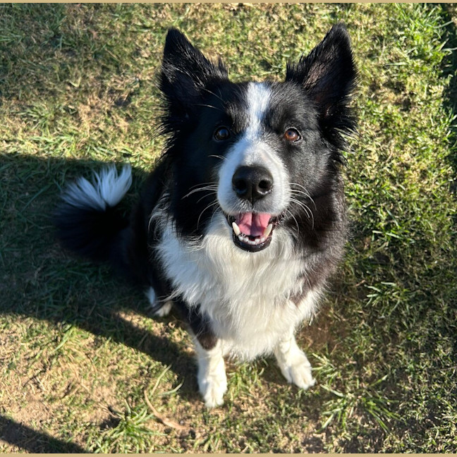 Photo of Star