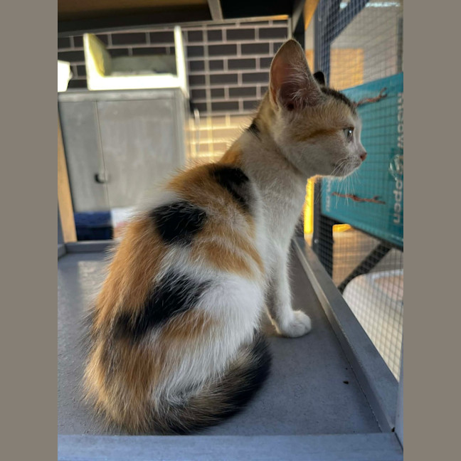 Photo of Daisy