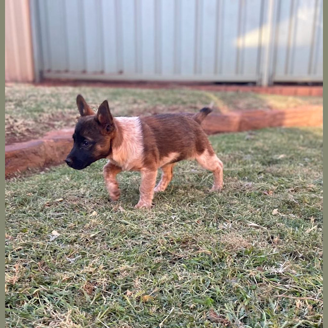 Photo of Scarlet