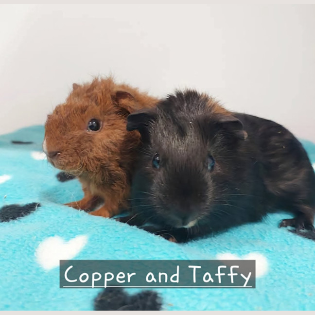 Photo of Copper & Taffy