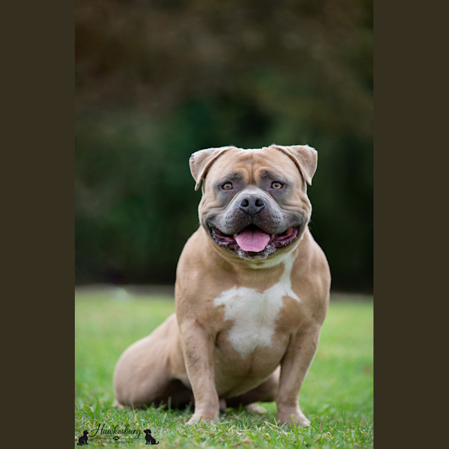 Photo of Bowser