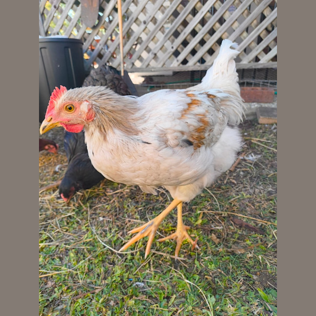 Photo of Pollito And Speckles 