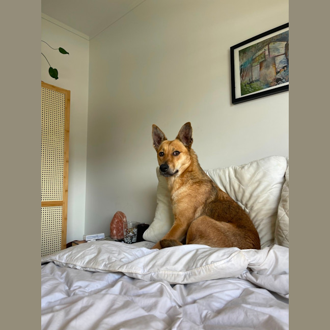 Photo of Patch   1 Year Old Kelpie X