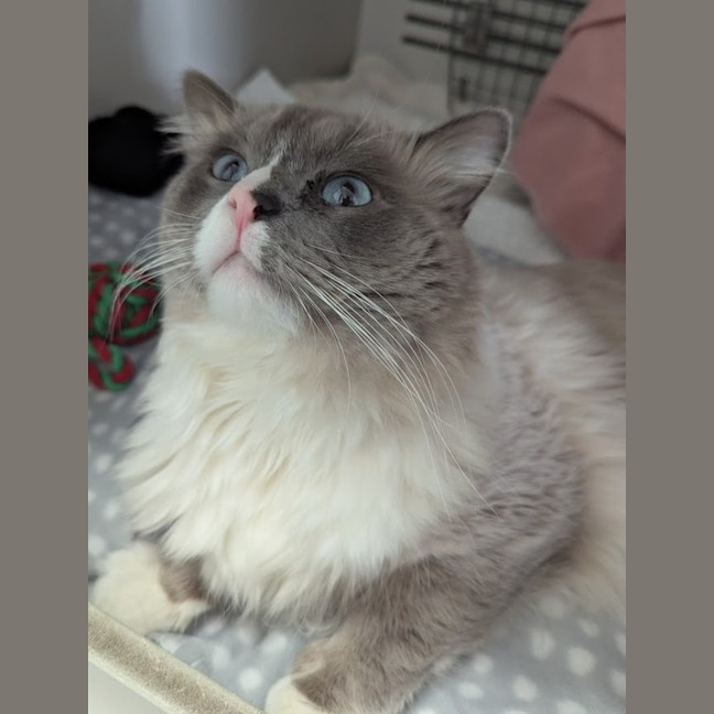 Photo of Leo