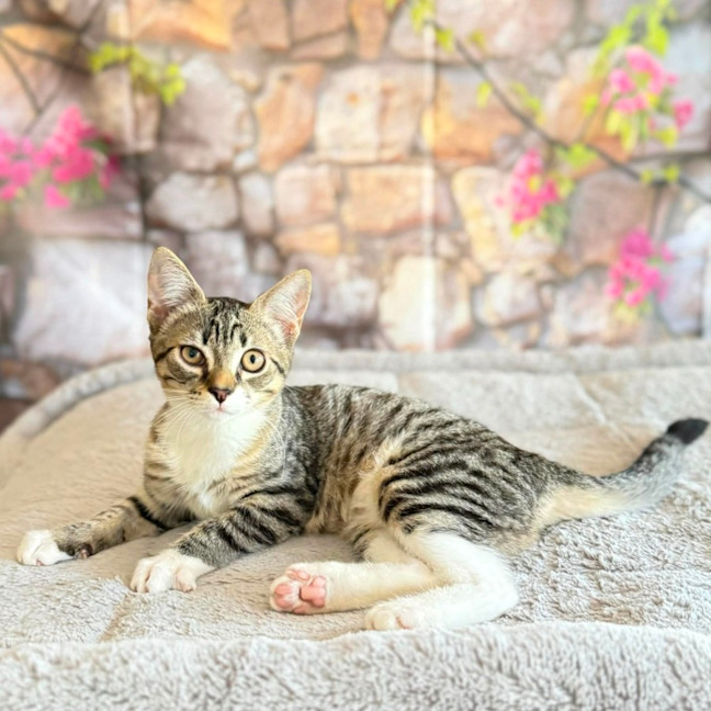 Photo of Marlon  In Foster Care In Greensborogh