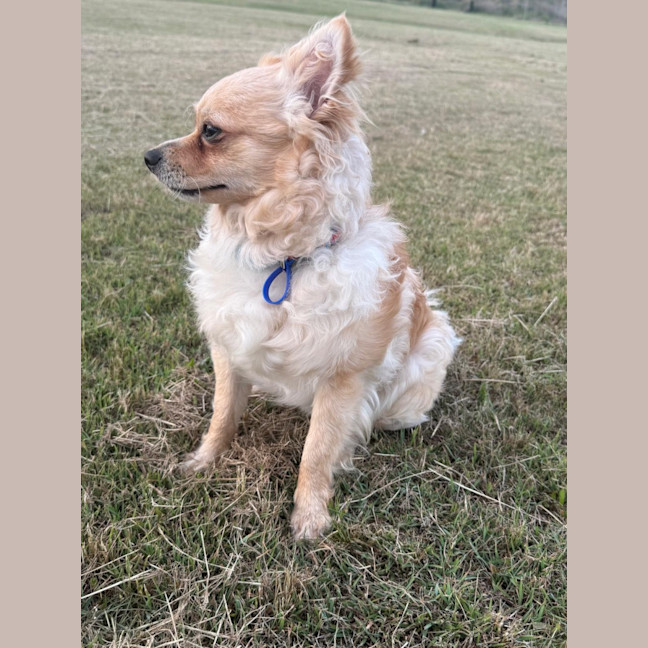 Photo of Barry   16 Month Old Pomeranian X