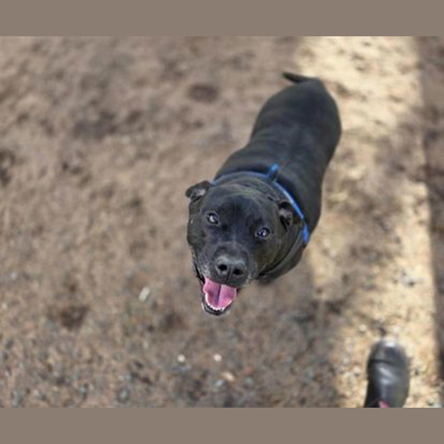 Photo of Seal