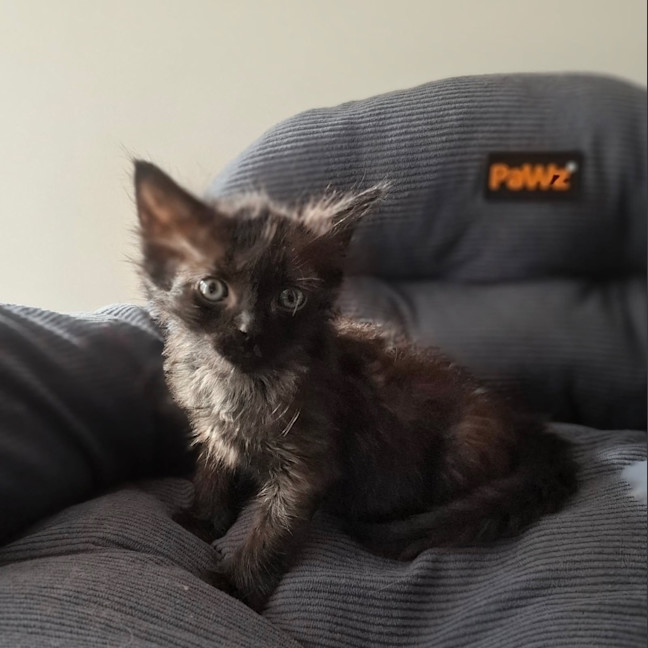 Photo of Nyx