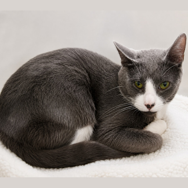 Photo of Pumba *9 Lives Project Rescue*