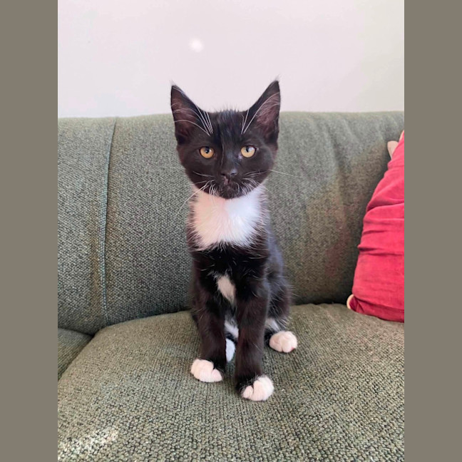 Photo of Frodo 