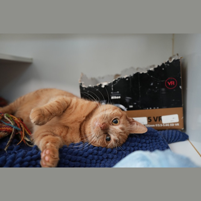 Photo of Cheese Supreme