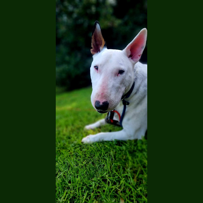 Photo of Brutus