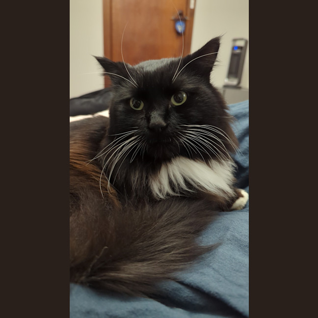 Photo of Figaro