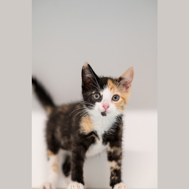 Photo of Peach