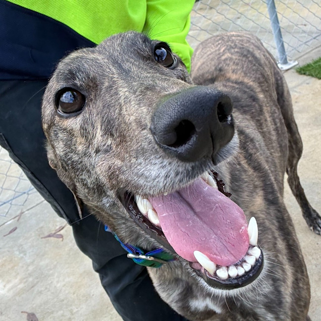 Photo of Nadja The Greyhound