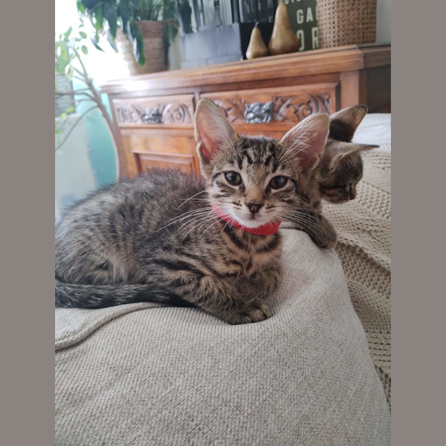 Photo of Dolly