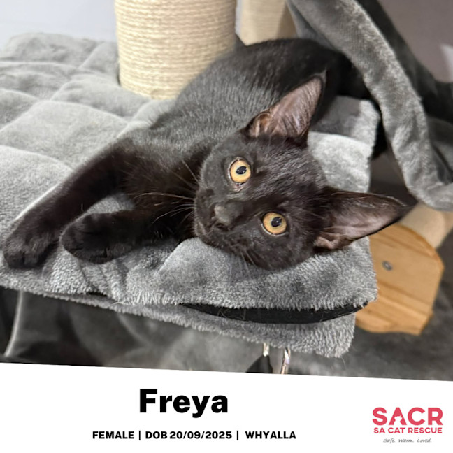 Photo of Freya