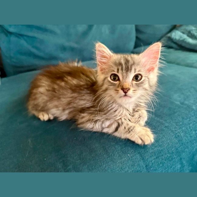 Photo of Romeo 