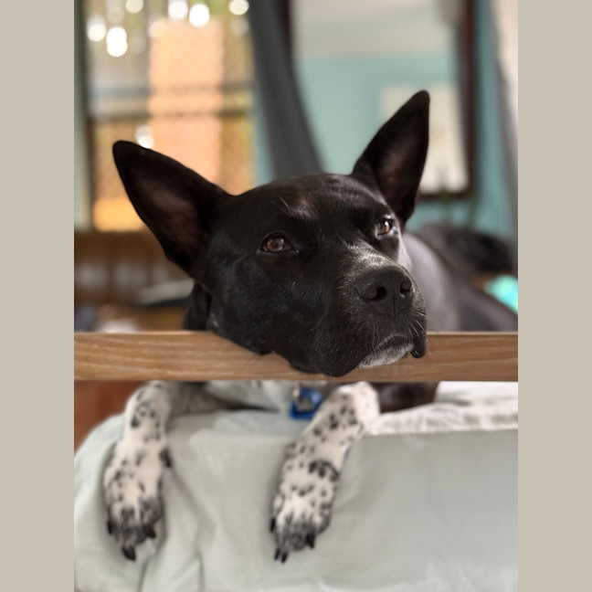 Photo of Oreo