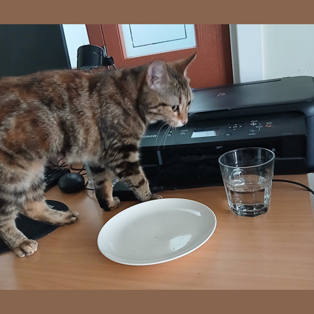 Photo of Critter   7 Month Old Domestic Short Hair
