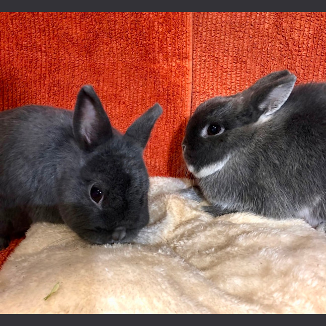 Photo of Fig & Trixie