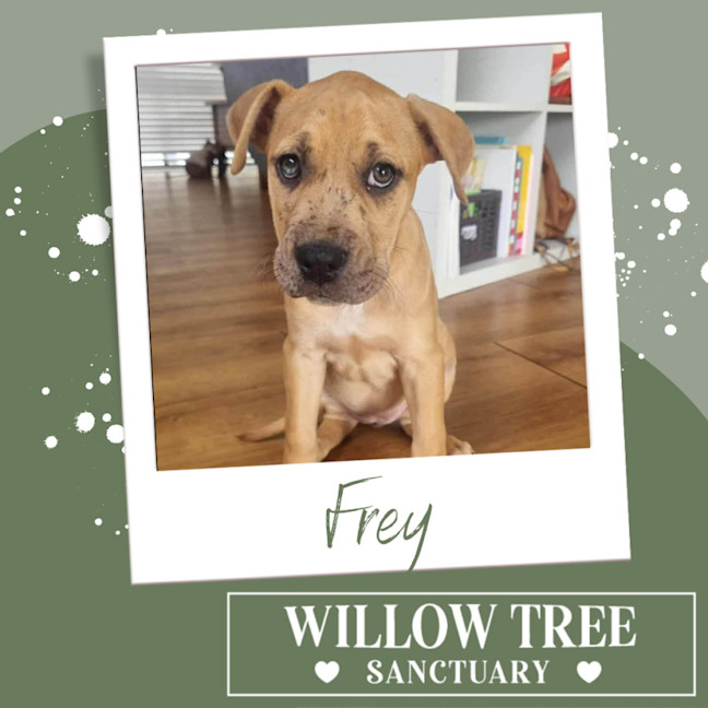 Photo of Frey