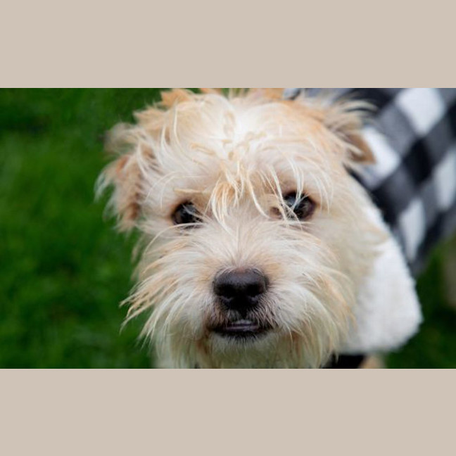 Photo of Romeo