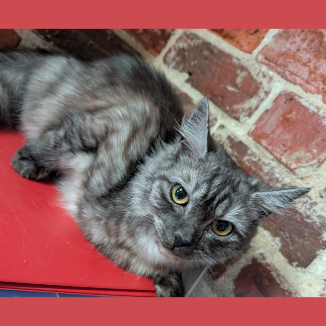 Photo of Indy