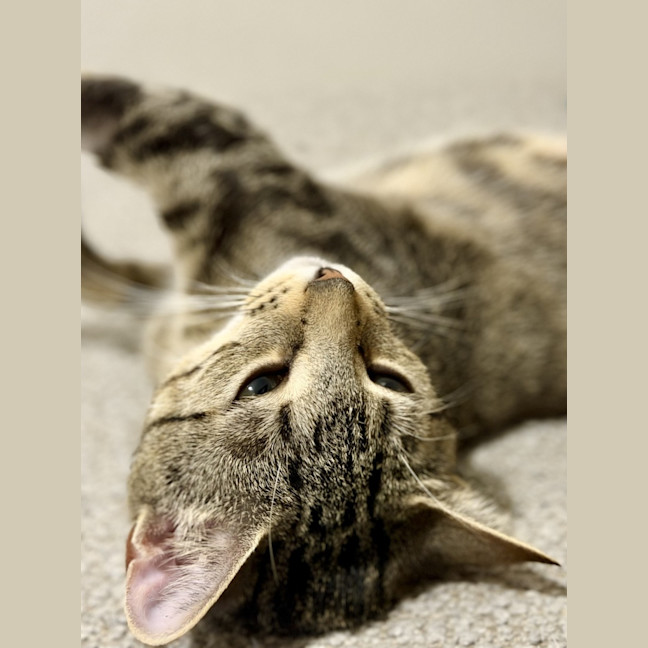 Photo of Luna *9 Lives Project Rescue*