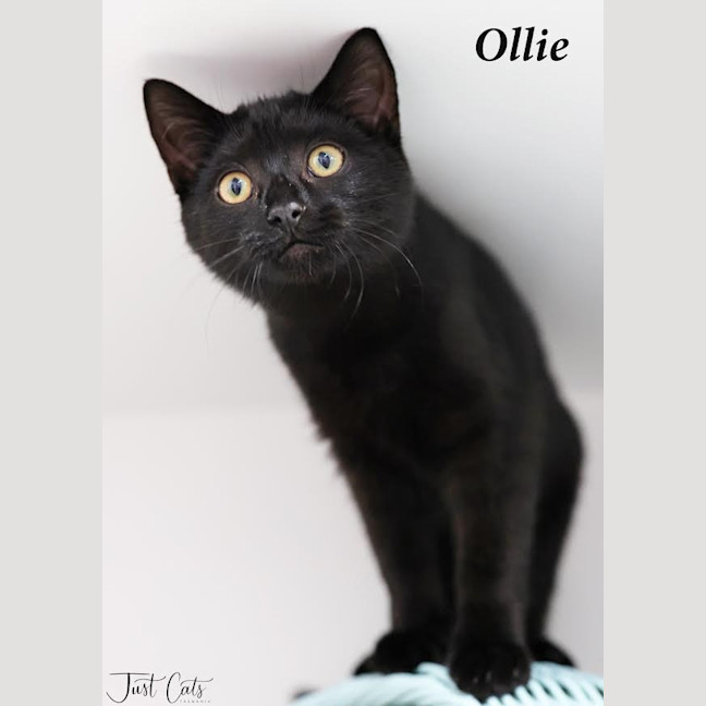 Photo of Ollie   Burnie