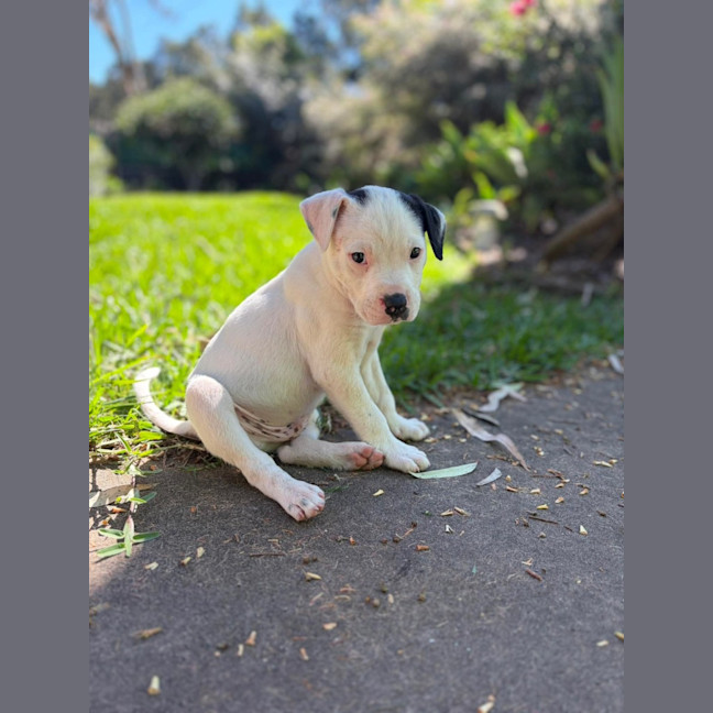 Photo of Sprocket