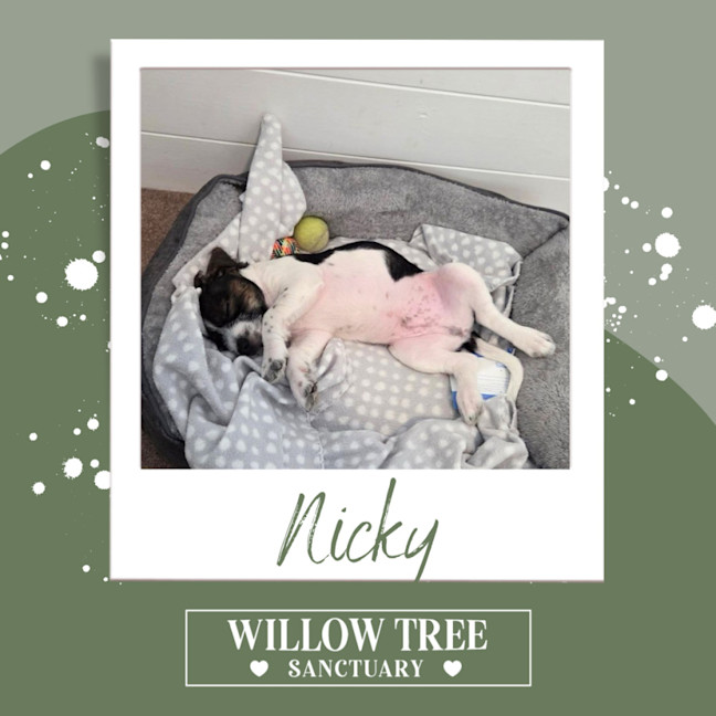 Photo of Nicky
