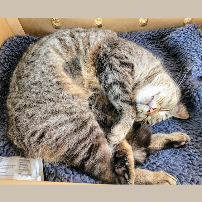 Photo of Gaia