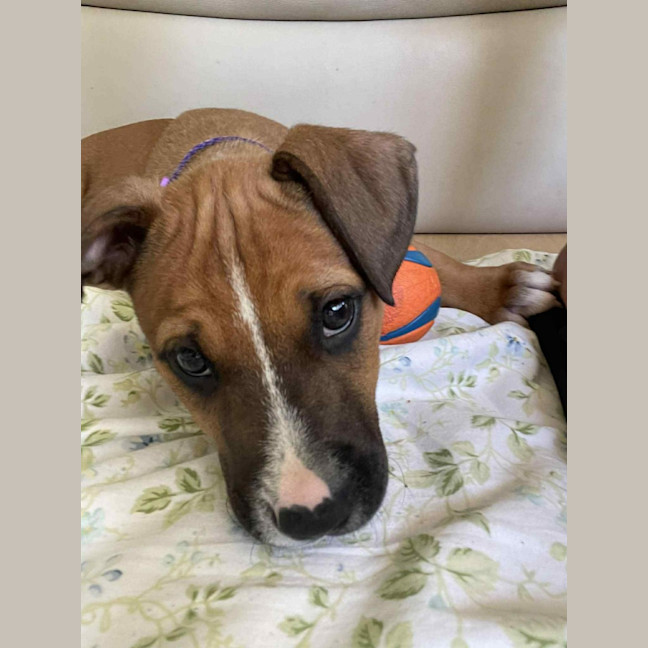 Photo of Darla   11 Week Old Kelpie X