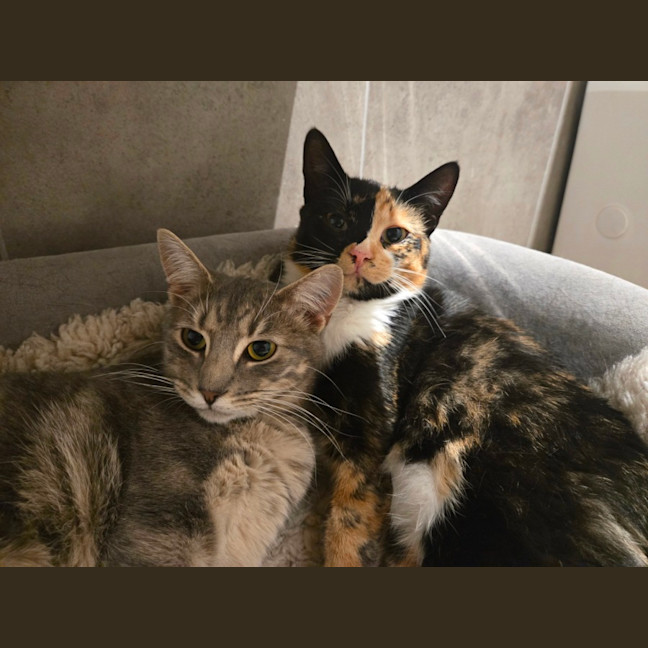 Photo of Tinkerbell & Sweet Chili