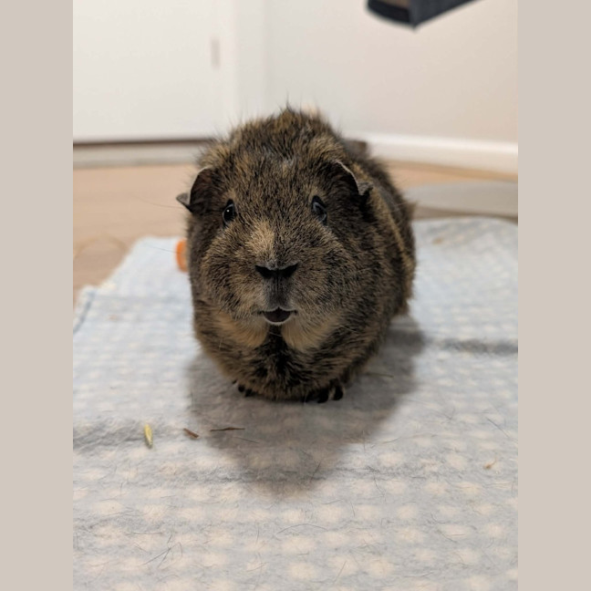 Photo of Snickers
