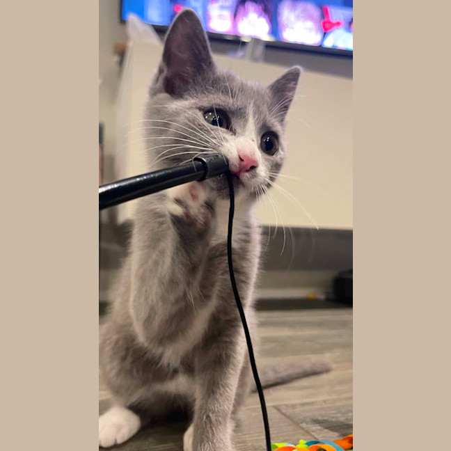 Photo of Luna