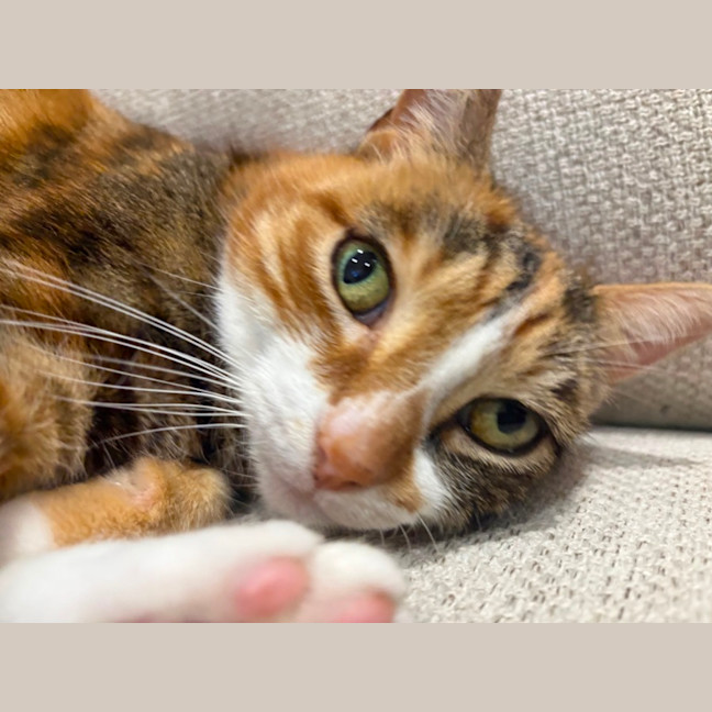 Photo of Mumma Cat