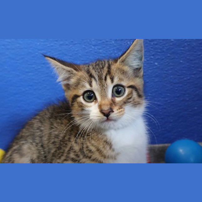Photo of Mr Kitty